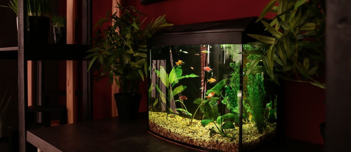 Aquaristik als Hobby: Kleine Oasen im eigenen Wohnzimmer