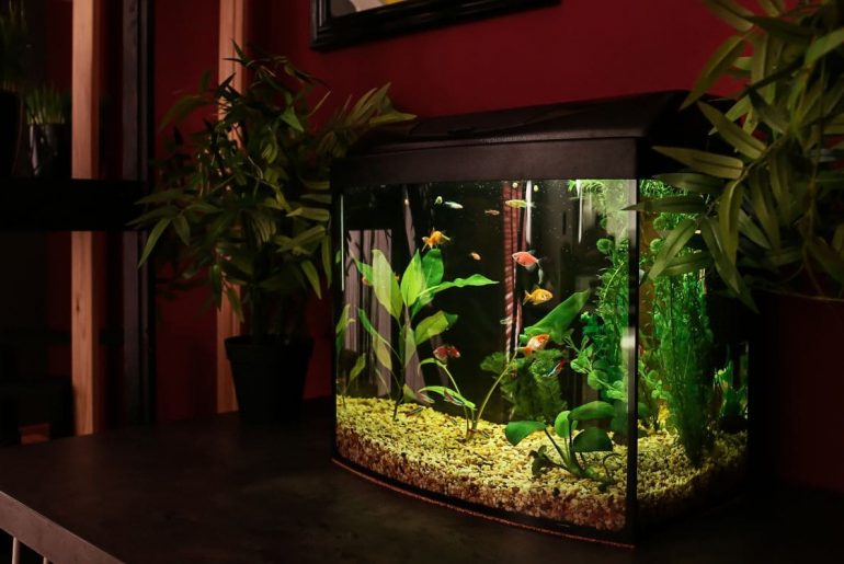 Aquaristik als Hobby: Kleine Oasen im eigenen Wohnzimmer